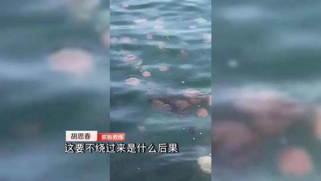 不要觸碰！這些海里的“不速之客”有毒 嚴重可致命