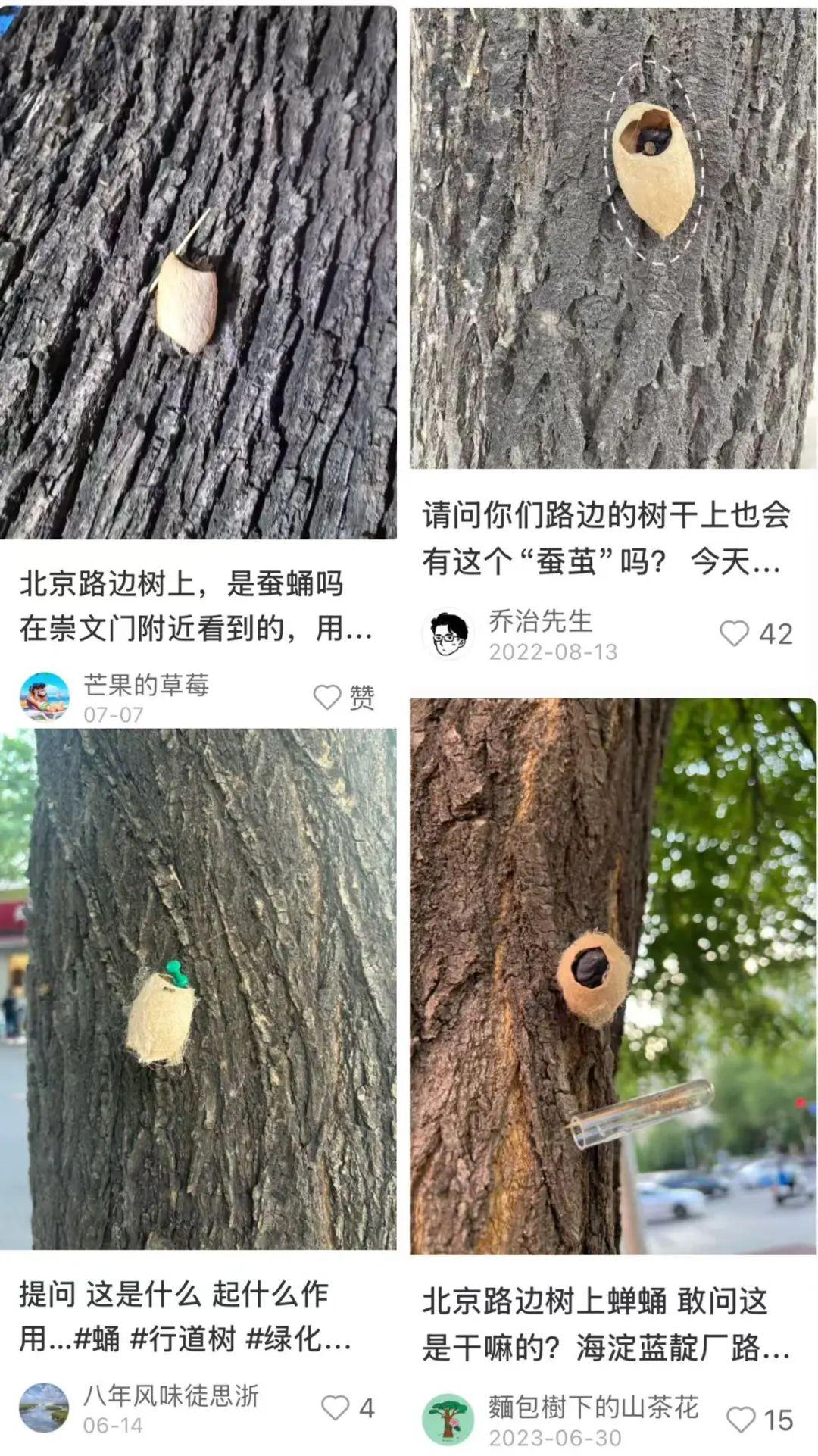 在北京路邊看到這種黑色的蛹千萬別打！網友：有“編制”