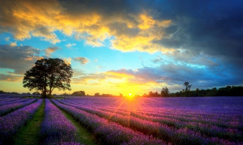 科普園地|人類能看到紫外線嗎