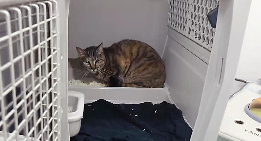 第一批毛孩子已上高鐵！提前2小時辦託運，中間不能探視！會影響其他乘客嗎？