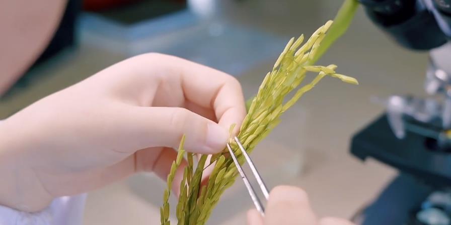 科學家創制了合成輔酶Q10的水稻新種質