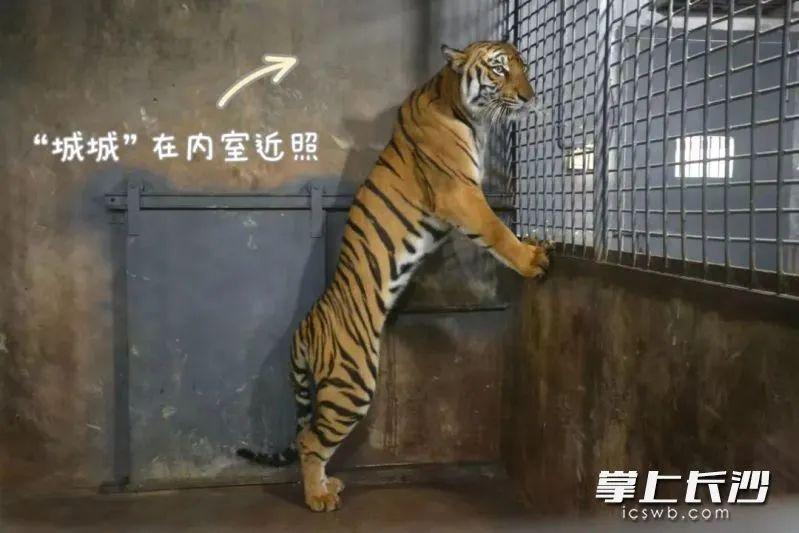 老虎餓成皮包骨？！長沙生態動物園回覆