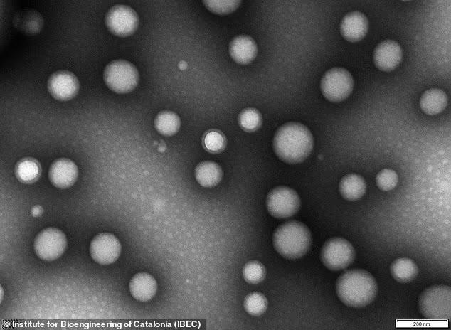 新研究：納米粒子“逆轉”小鼠阿爾茨海默病