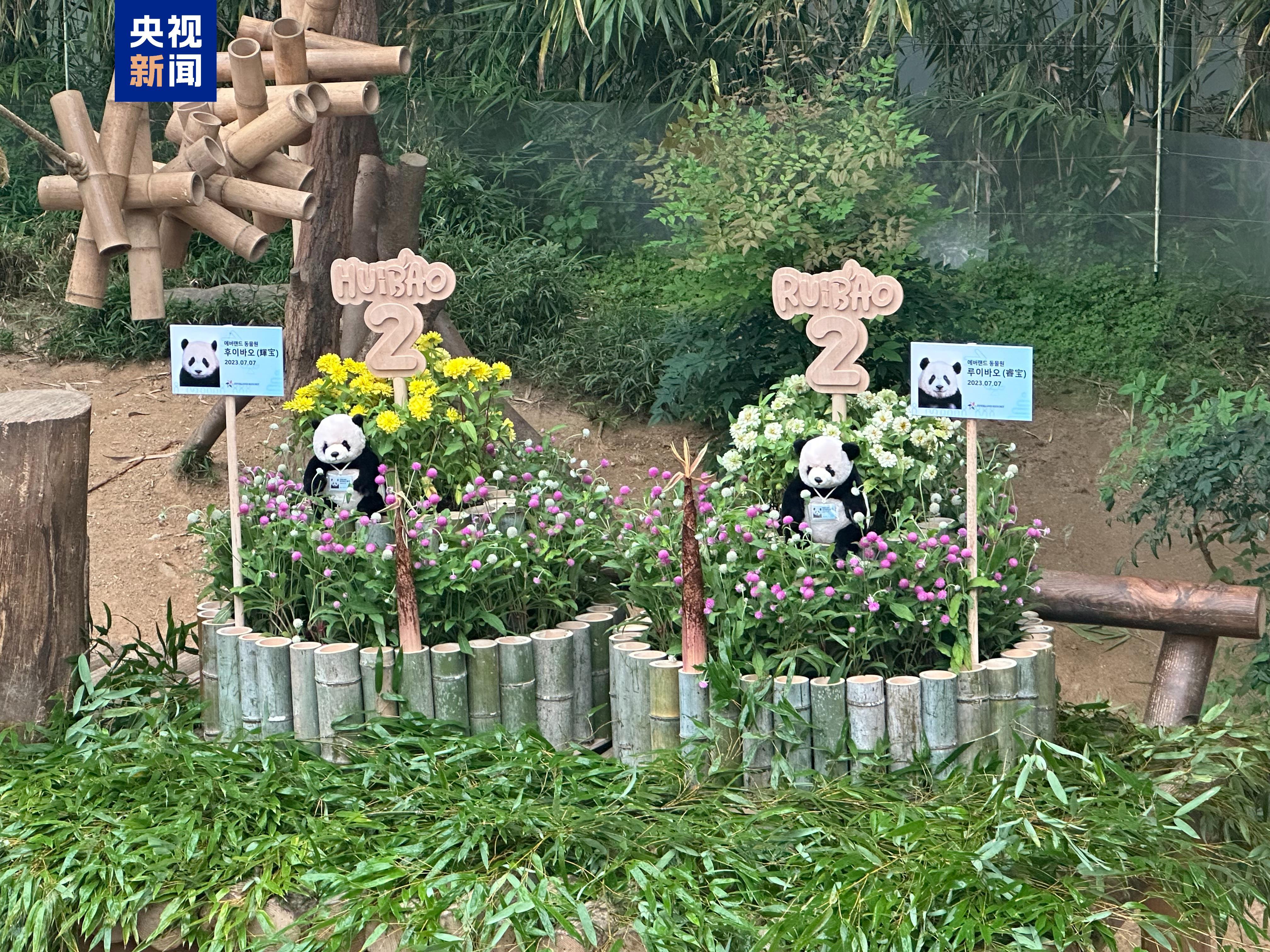 “睿寶”“輝寶”今天兩週歲啦 韓國愛寶樂園爲熊貓雙胞胎辦生日會