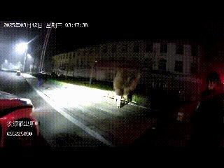 凌晨三點，濟南街頭出現一隻“離家出走”的駱駝