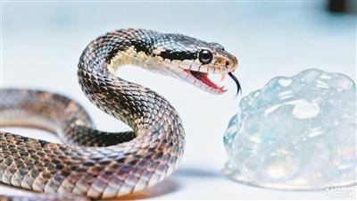 生死時速！毒蛇完成“致命一擊”有多快