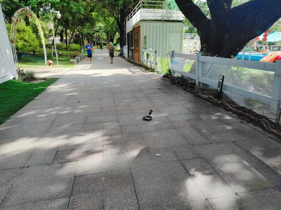 “眼鏡蛇！兩條！”白雲兒童公園有蛇出沒，園方回應