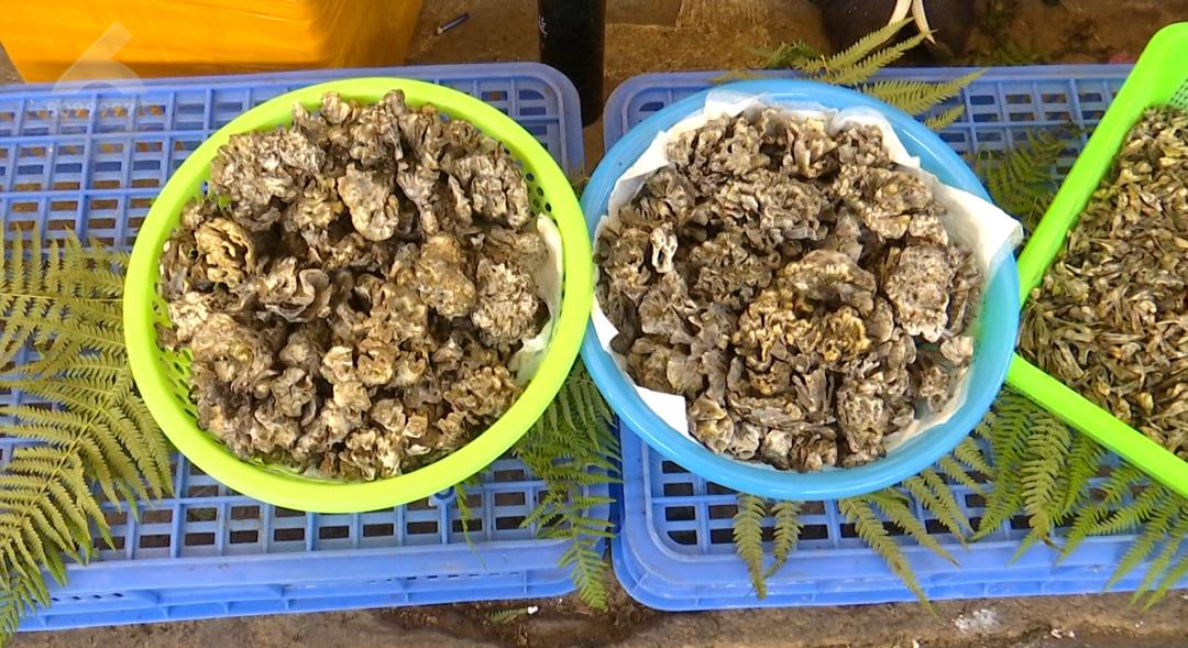 “乾巴菌太好是因爲打藥施肥？”權威解讀來了