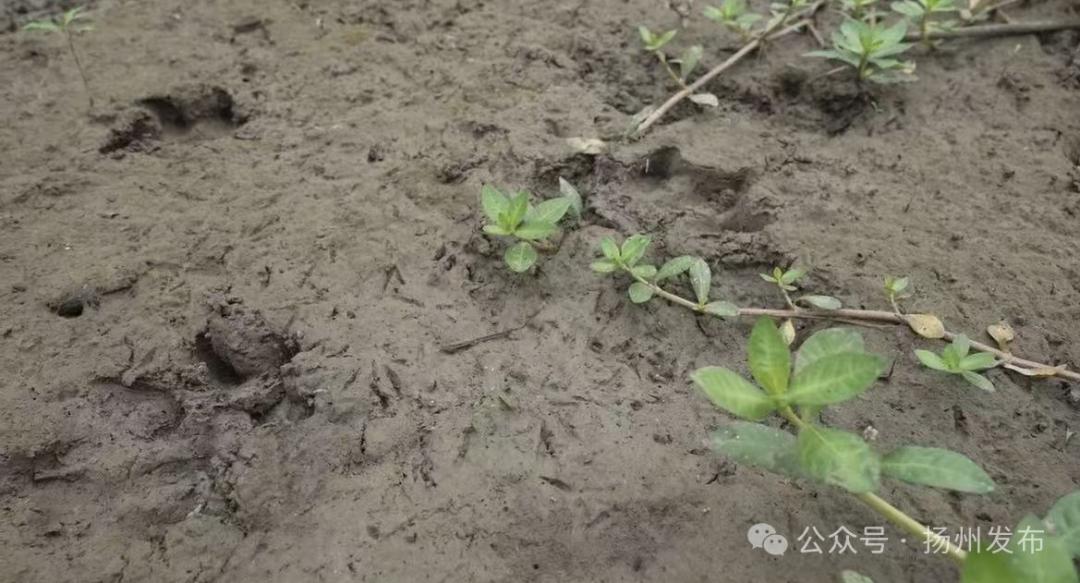 出逃54天，“豆包”卡皮巴拉現身！抓捕專班人員：它想家了