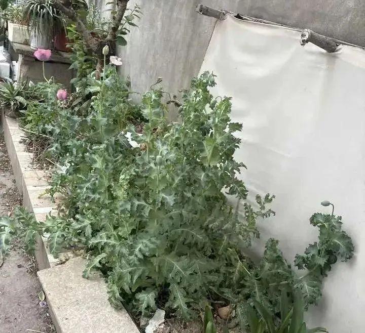 外賣小哥報警，寧波有人被罰！警方提醒：這種花種不得