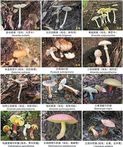喫菌季到了，如何喫得開心又放心？