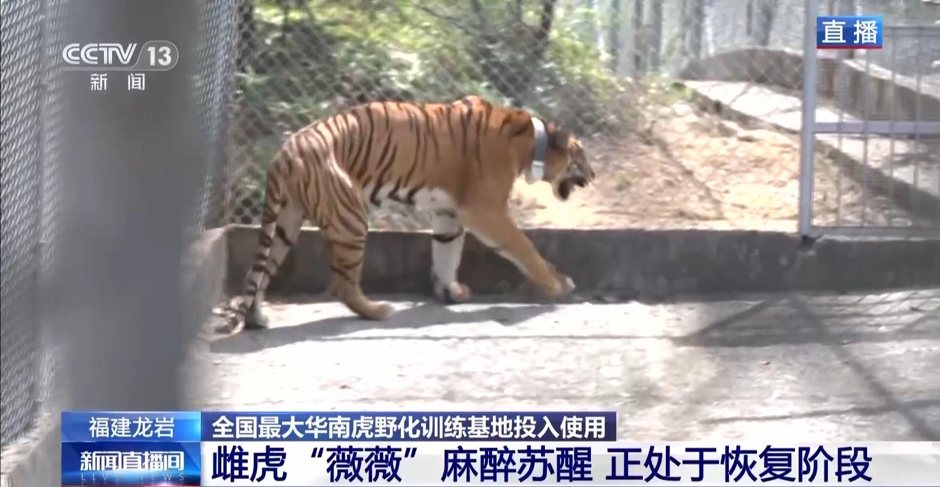 守護華南虎 一隻“合格”的老虎是如何養成的？