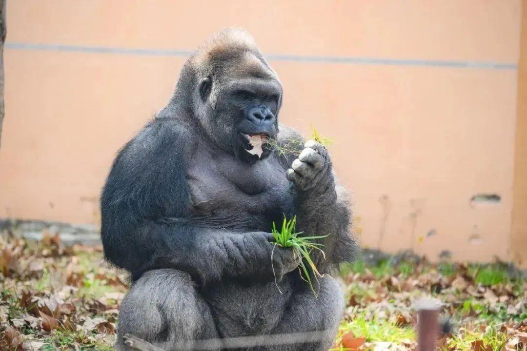 上海動物園知名銀背大猩猩“丹戈”突發疾病，經搶救無效死亡