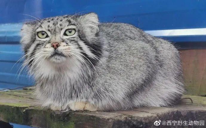 官方確認！網紅兔猻“猻尚香”病亡