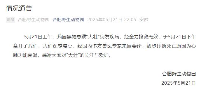 國字臉猴子“大壯”去世，曾因方臉“醜”出圈