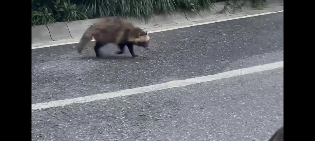 杭州一小區神奇小動物現身！目擊者：傍晚出沒，喫投放給流浪貓的貓糧