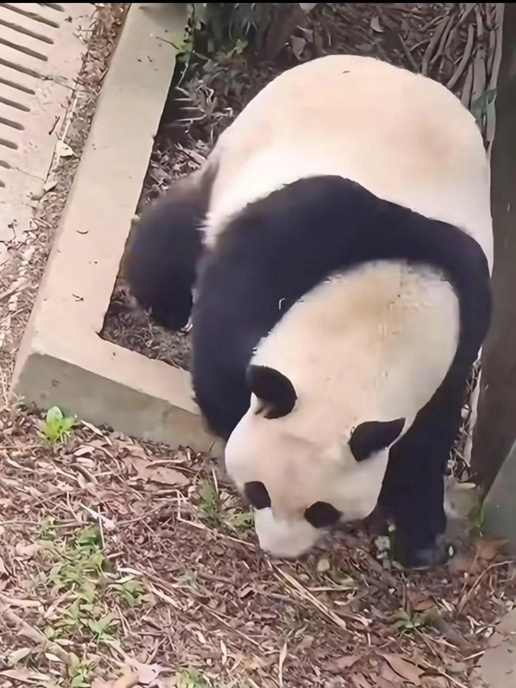 打針打瘸大熊貓一條腿？動物園：確有扎錯腿部神經可能！