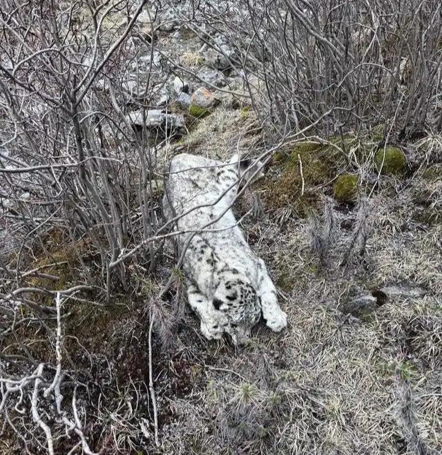 青海剛察縣發現一具雪豹屍體，當地：初步斷定是正常死亡，正準備做屍檢