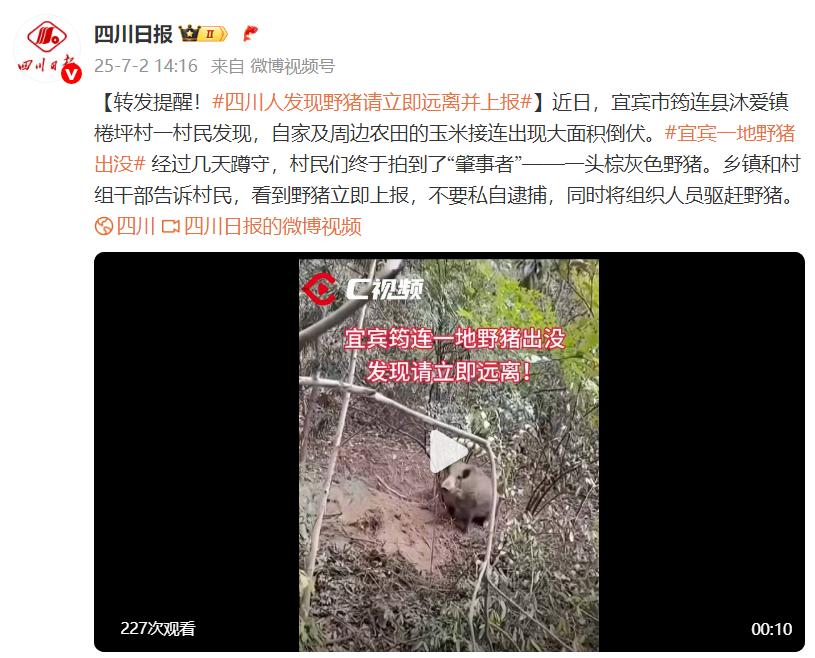四川宜賓一地野豬出沒，緊急提醒：發現野豬請立即遠離並上報