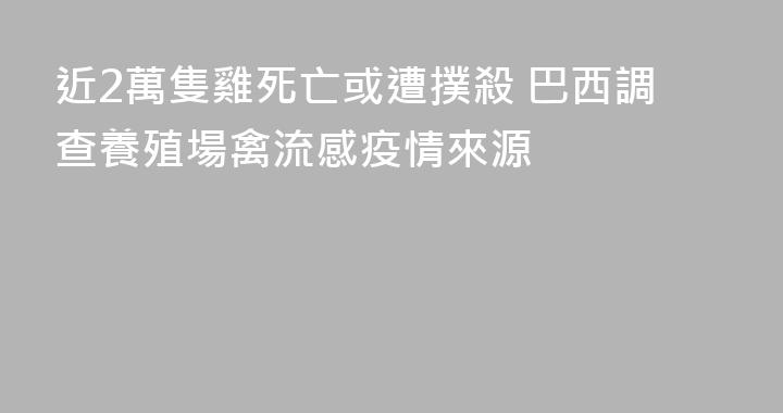 近2萬隻雞死亡或遭撲殺 巴西調查養殖場禽流感疫情來源