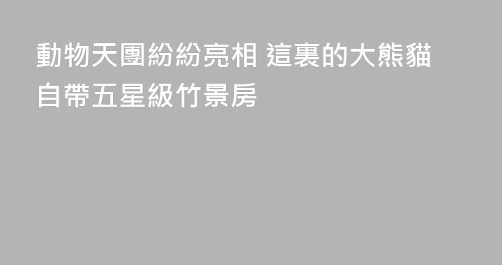 動物天團紛紛亮相 這裏的大熊貓自帶五星級竹景房