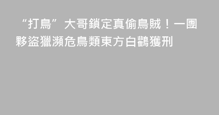 “打鳥”大哥鎖定真偷鳥賊！一團夥盜獵瀕危鳥類東方白鸛獲刑