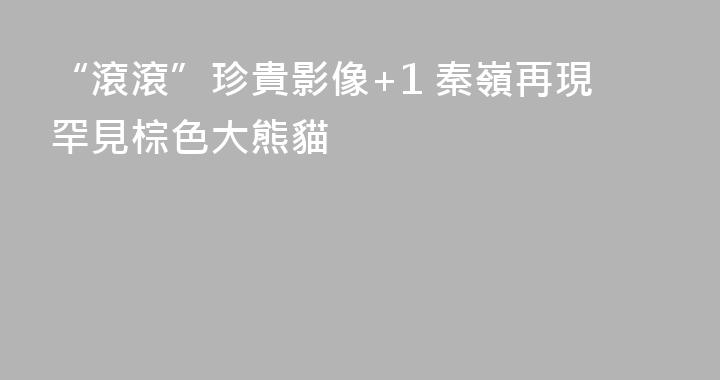 “滾滾”珍貴影像+1 秦嶺再現罕見棕色大熊貓