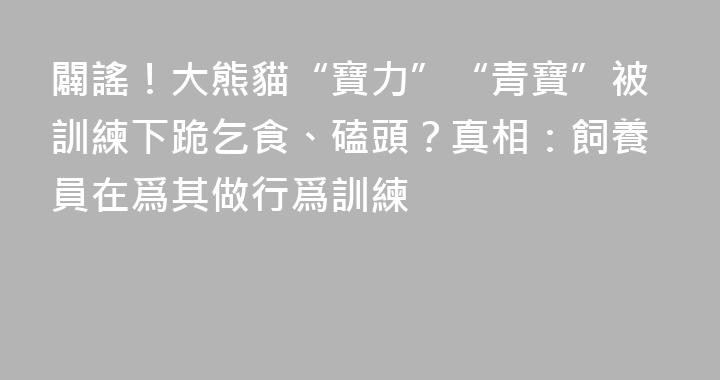 闢謠！大熊貓“寶力”“青寶”被訓練下跪乞食、磕頭？真相：飼養員在爲其做行爲訓練