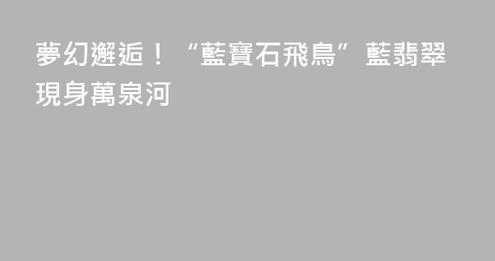 夢幻邂逅！“藍寶石飛鳥”藍翡翠現身萬泉河