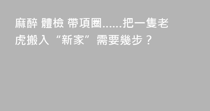 麻醉 體檢 帶項圈……把一隻老虎搬入“新家”需要幾步？