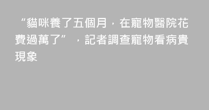 “貓咪養了五個月，在寵物醫院花費過萬了”，記者調查寵物看病貴現象