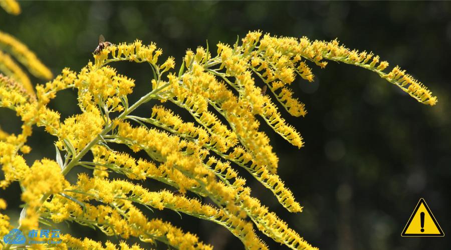 上海多區出現！緊急提醒：破壞力強大，看到立即上報！