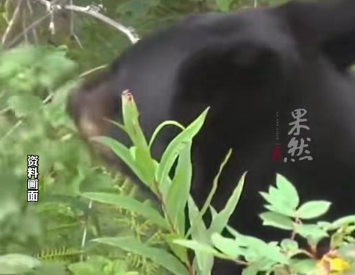 西安一女子上山採摘山茱萸，突然被黑熊從身後撲倒撕咬了三四分鐘，見她不再動彈後黑熊才離開！家屬：頭部、手腕及耳朵被咬傷