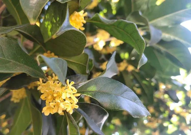 別喫！水洗幾乎無效！近期很多人在撿，深圳也有