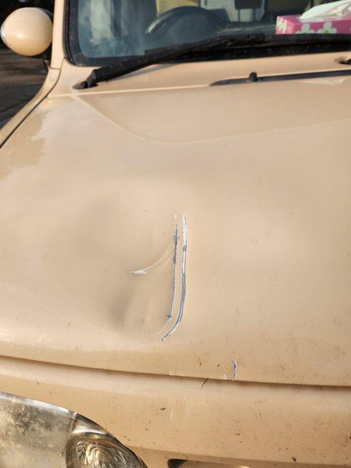 驚險一幕！在北海道一頭熊直衝向汽車，司機急忙倒車試圖逃離