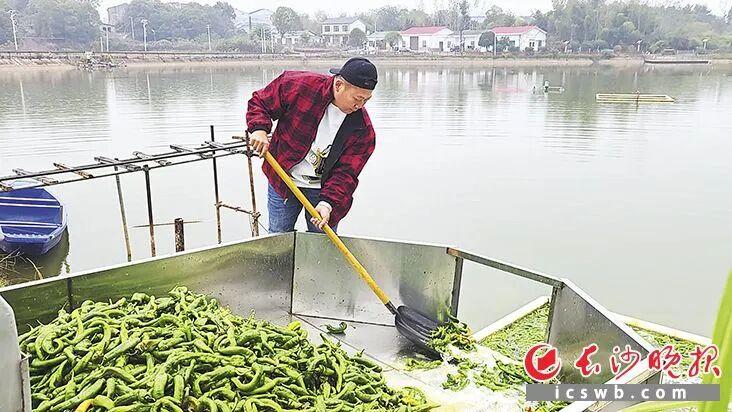 長沙有人用辣椒養魚？是真的！一口塘能賺20萬元！