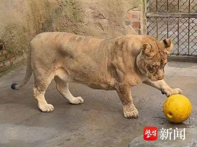 徐州一4歲齡身高65釐米“柯基”獅走紅，飼養員：發育良好就是不長個，喜歡貼人、玩球；腿短系基因突變所致，野外存活率幾乎爲0