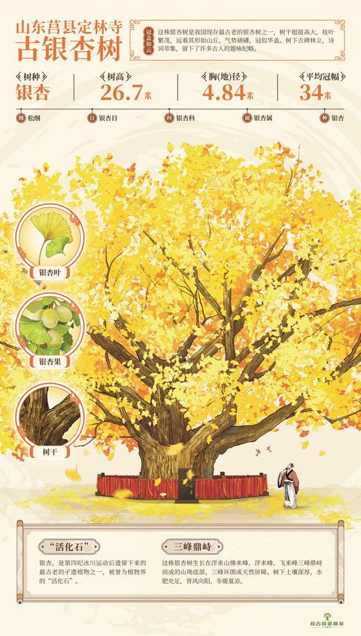 山東日照莒縣構建古樹保護體系