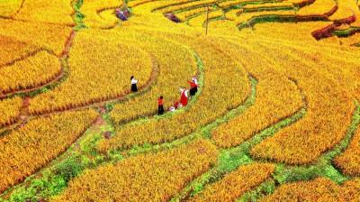 打造“鄉土之美”升級版