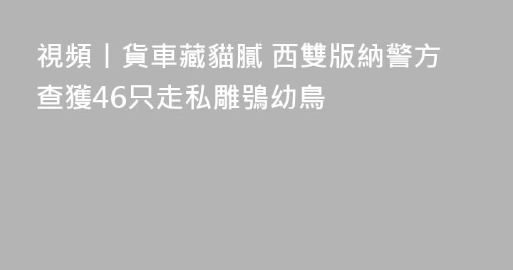 視頻丨貨車藏貓膩 西雙版納警方查獲46只走私雕鴞幼鳥