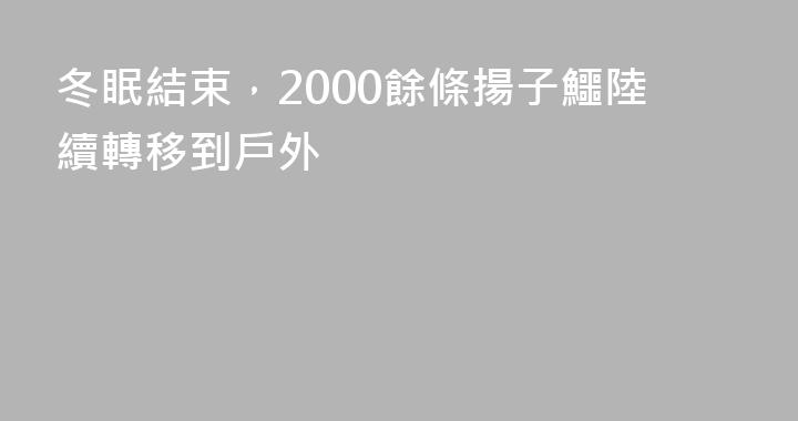 冬眠結束，2000餘條揚子鱷陸續轉移到戶外