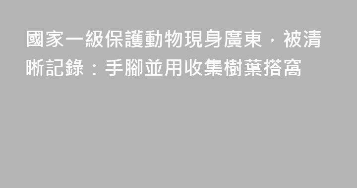 國家一級保護動物現身廣東，被清晰記錄：手腳並用收集樹葉搭窩
