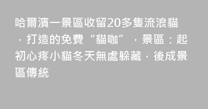 哈爾濱一景區收留20多隻流浪貓，打造的免費“貓咖”，景區：起初心疼小貓冬天無處躲藏，後成景區傳統