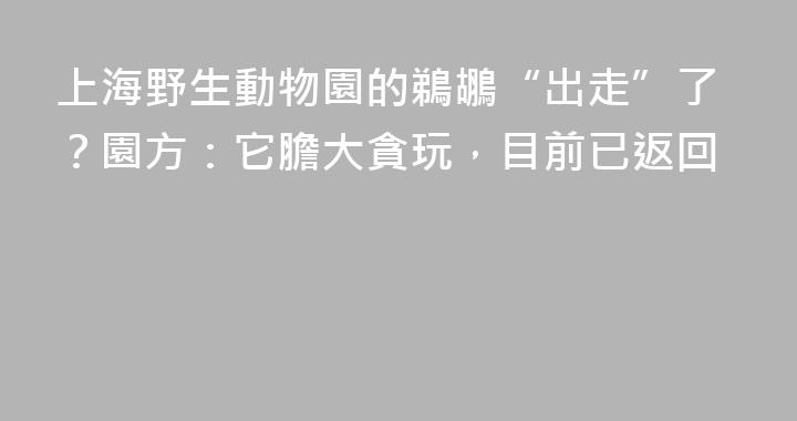 上海野生動物園的鵜鶘“出走”了？園方：它膽大貪玩，目前已返回