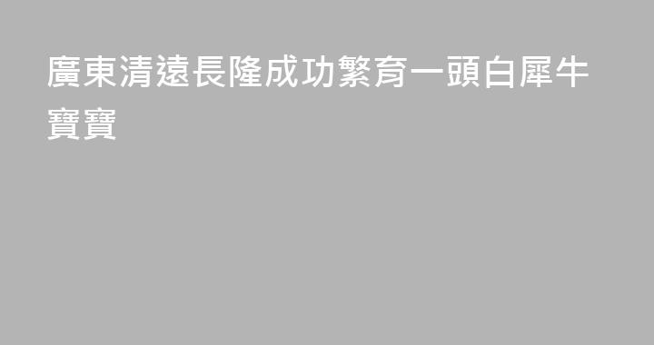廣東清遠長隆成功繁育一頭白犀牛寶寶