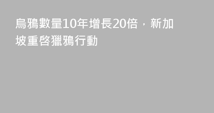 烏鴉數量10年增長20倍，新加坡重啓獵鴉行動