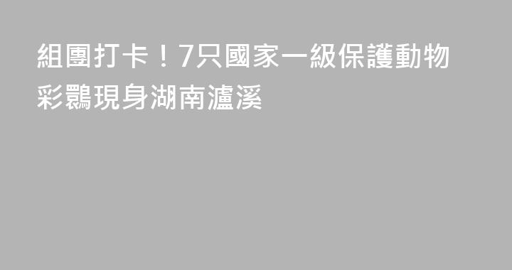 組團打卡！7只國家一級保護動物彩䴉現身湖南瀘溪