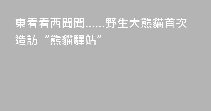 東看看西聞聞……野生大熊貓首次造訪“熊貓驛站”