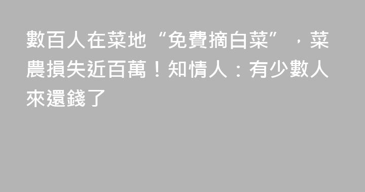 數百人在菜地“免費摘白菜”，菜農損失近百萬！知情人：有少數人來還錢了