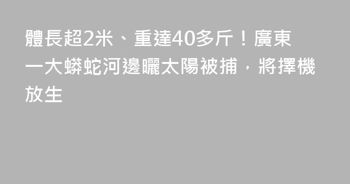 體長超2米、重達40多斤！廣東一大蟒蛇河邊曬太陽被捕，將擇機放生